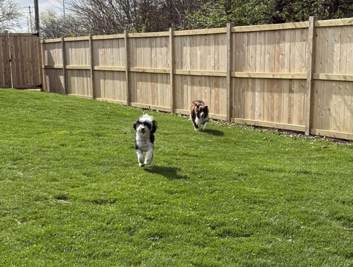$city Doggie Daycare