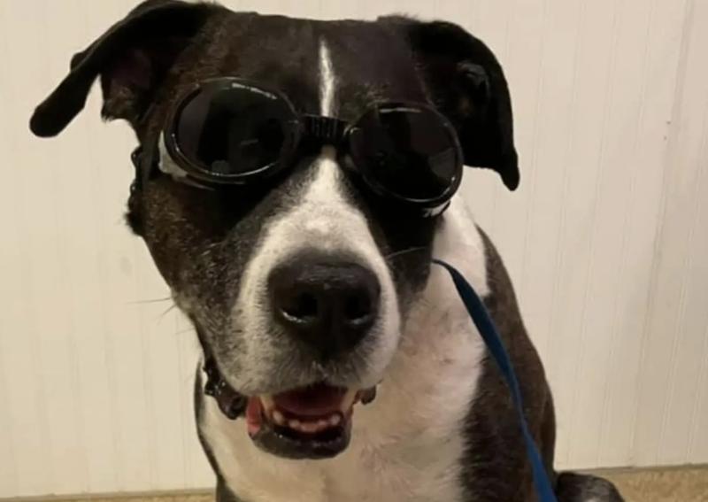 Carousel Slide 6: Did you know that May is Arthritis Awareness Month? Find out how laser therapy could help your pet just like our friend Beau here. Give us a call at 740-852-9151 today!