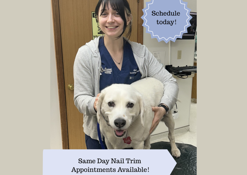 Carousel Slide 8: Schedule your pet's nail trim today!