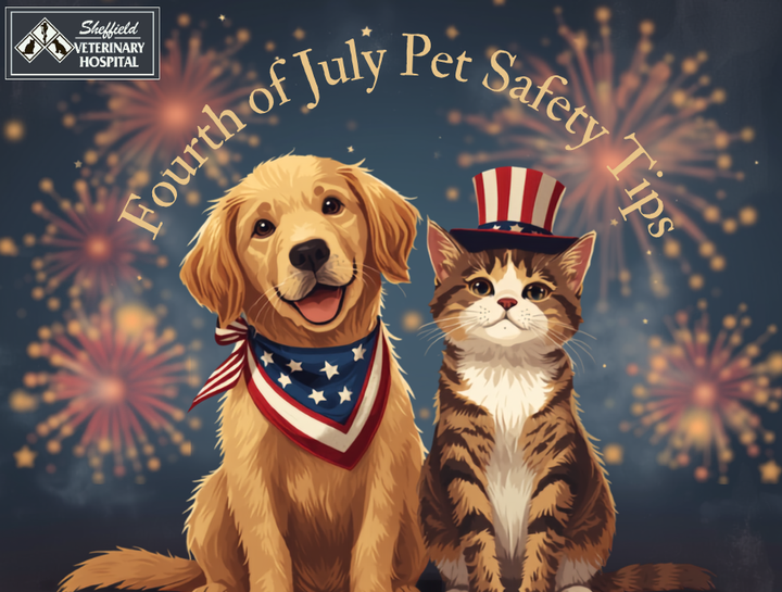Fourth of July Safety Tips for Dogs and Cats