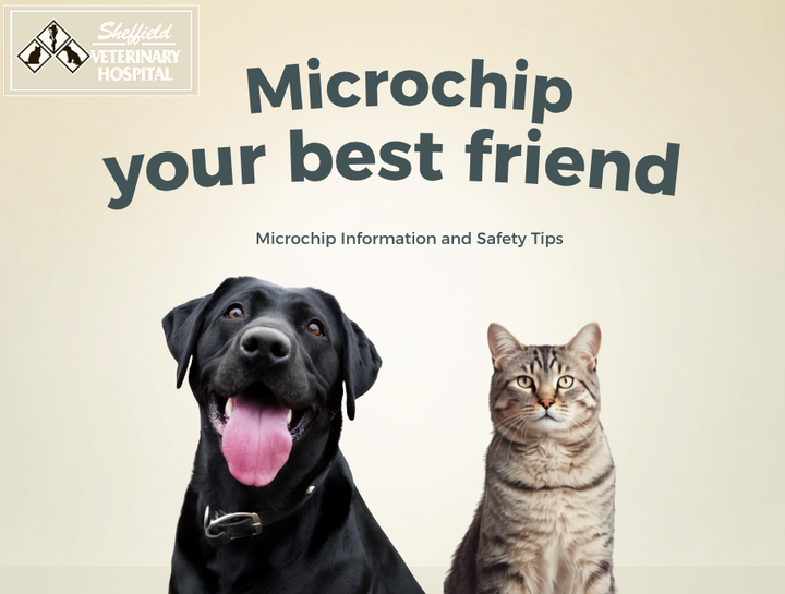 Microchip Importance and Safety for Pets: Why Permanent Identification Saves Lives 