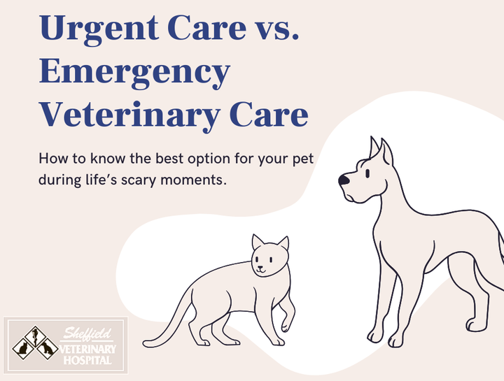Urgent Care vs. Emergency Vet | Sheffield Veterinary Hospital