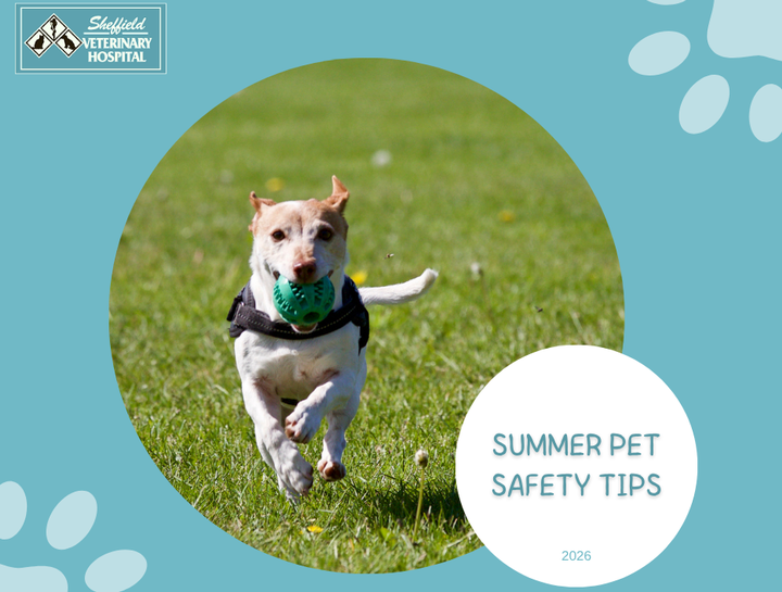 Summer Safety Tips: Keeping your pets safe all season long