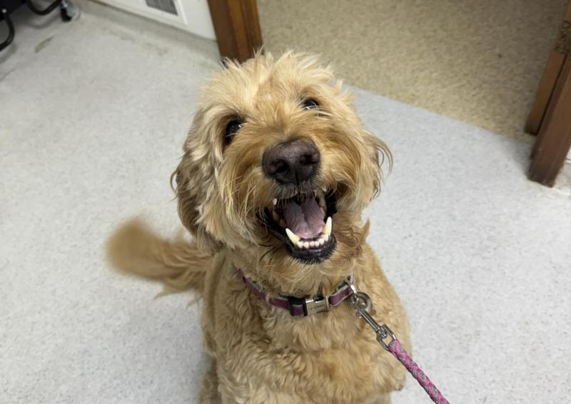 Carousel Slide 6: Roxie was the sweetest girl for her annual exam! Schedule your pets visit today!